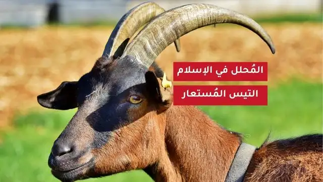 المحلل أو التيس المستعار