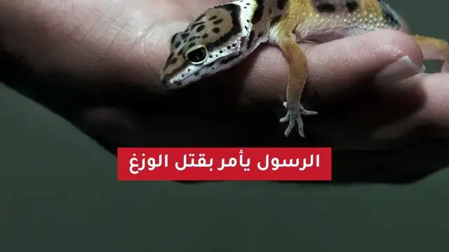 حديث النبي صلى الله عليه وسلم يأمر بقتل الوزغ