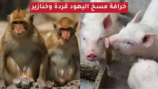 مسخ اليهود قردة وخنازير