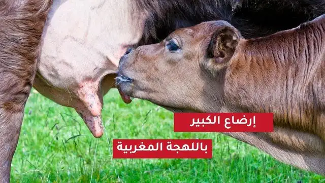 إرضاع الكبير
