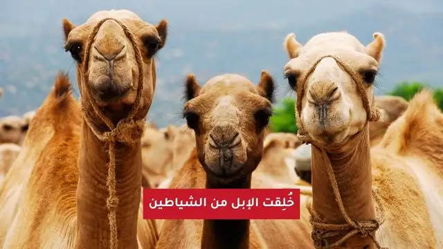 خلقت الإبل من الشياطين