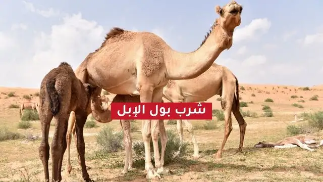 الإبل شرب بول البعير