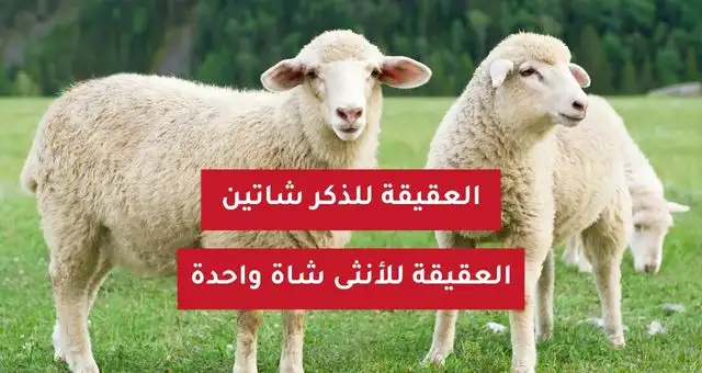 العقيقة للذكر شاتين وللأنثلى شاة واحدة