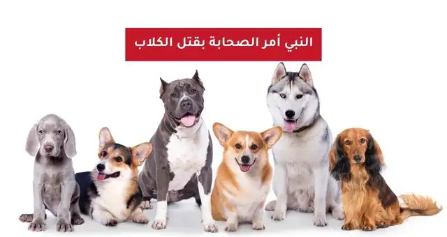 النبي أمر الصحابة بقتل الكلاب